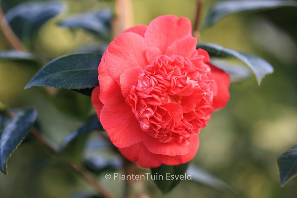Camellia japonica ‚Red Fellow‘