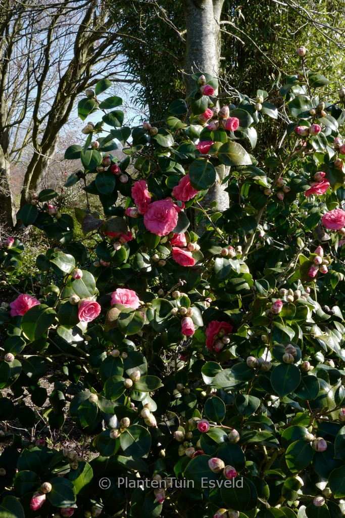 Camellia japonica ‚Rosedale’s Beauty‘