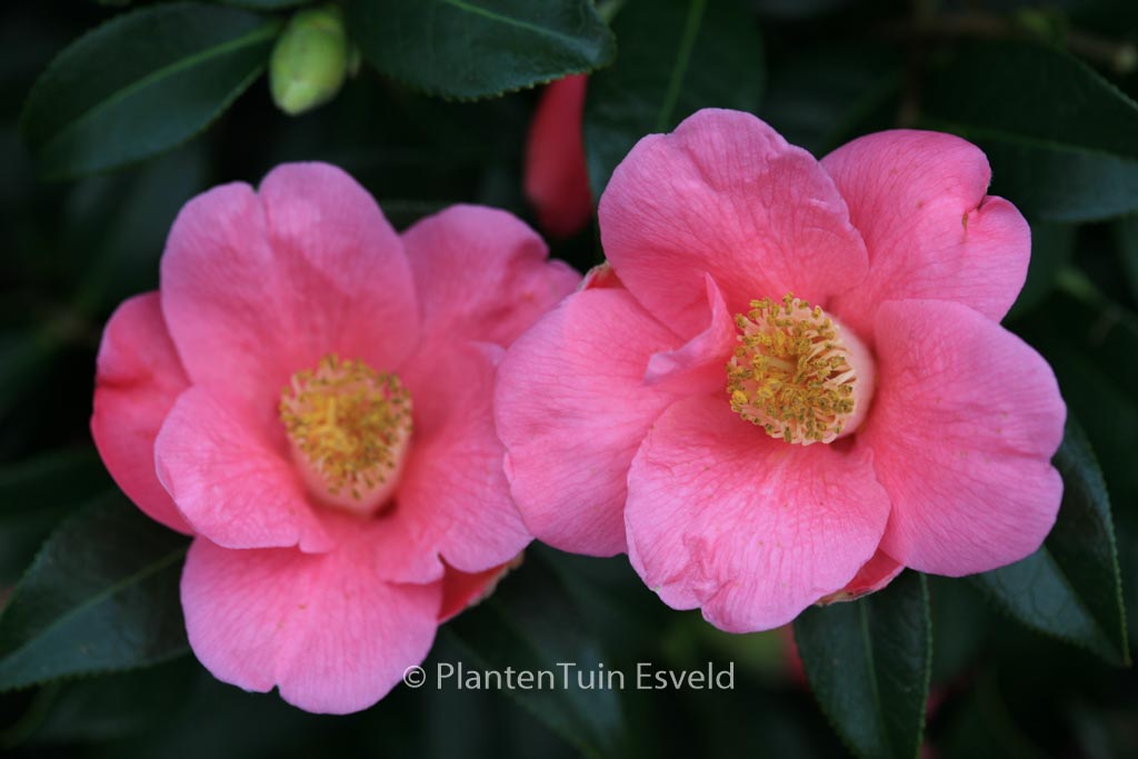 Camellia japonica ‚Rosemary Williams‘