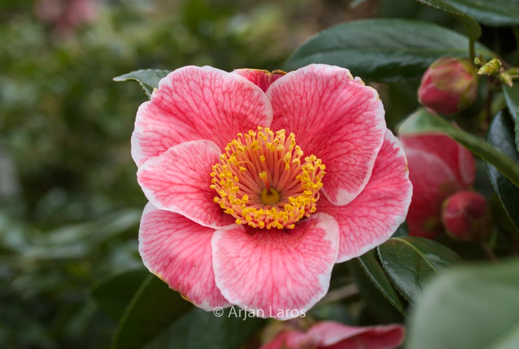 Camellia japonica ‚Sanpei-tsubaki‘