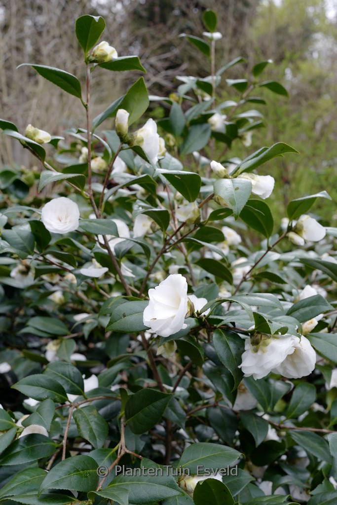 Camellia japonica ‚Shiragiku‘