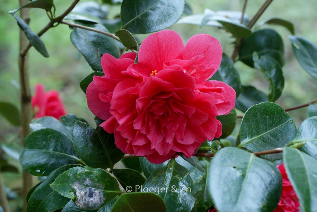 Camellia japonica ‚Souvenir de Hubert Thoby‘