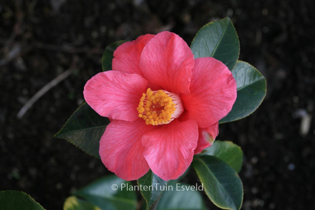 Camellia japonica ‚Spring’s Promise‘