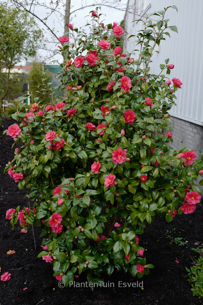 Camellia reticulata ‚Mary Williams‘