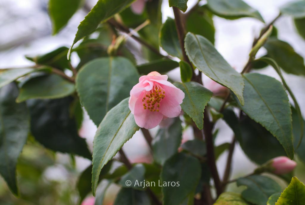 Camellia rosiflora ‚Roka‘
