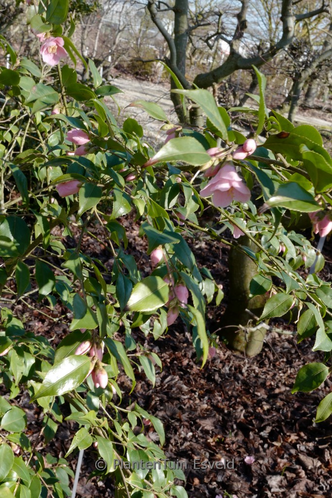 Camellia rosiflora
