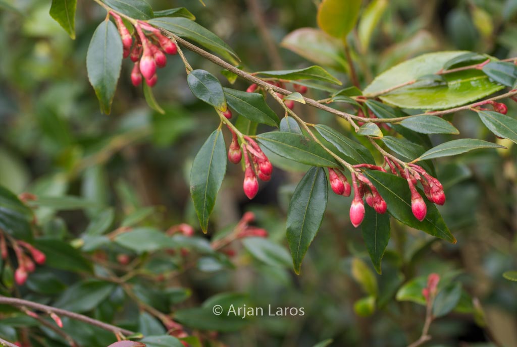 Camellia rosthorniana ‚Elina‘ (CUPIDO)
