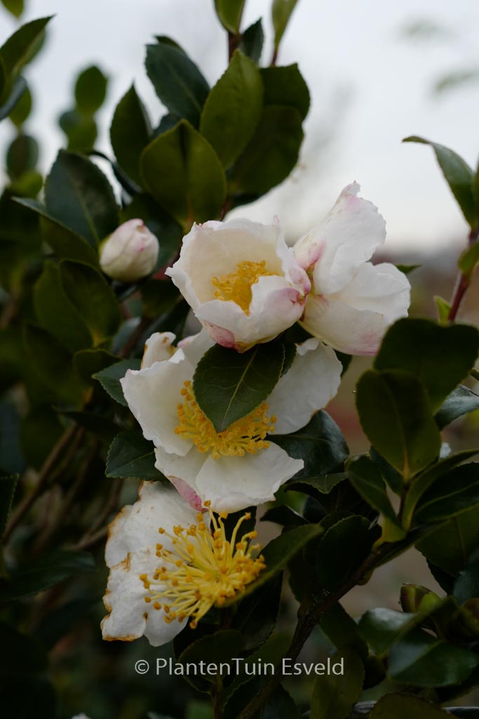 Camellia sasanqua ‚Daydream‘