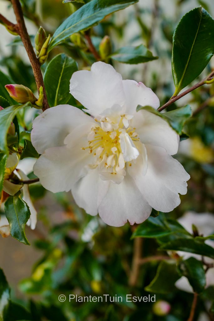 Camellia sasanqua ‚Duffy Alan‘