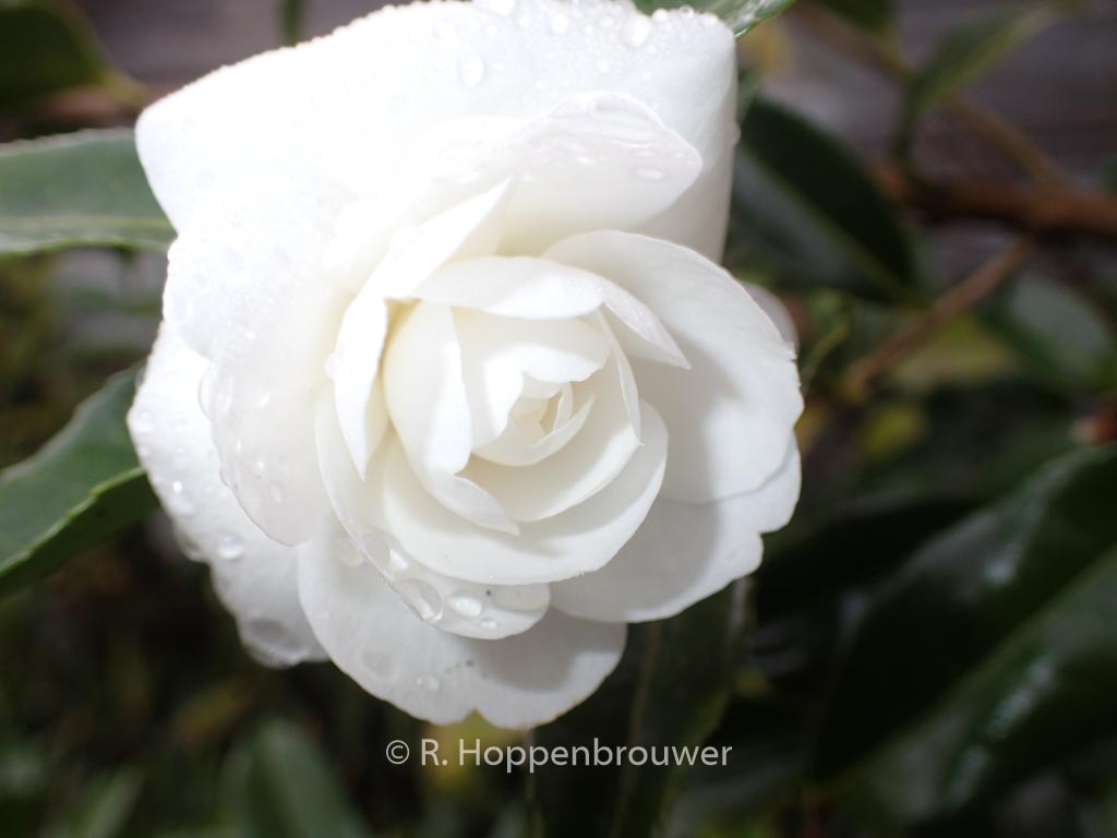 Camellia sasanqua ‚Early Pearly‘