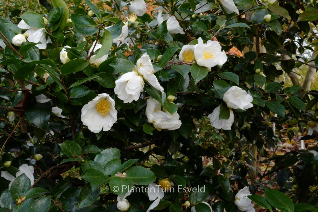 Camellia sasanqua ‚Fragrans‘