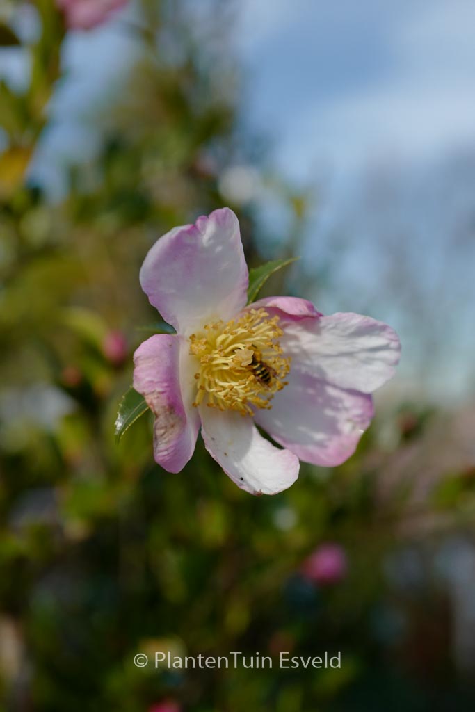 Camellia sasanqua ‚Fukuzutsumi‘