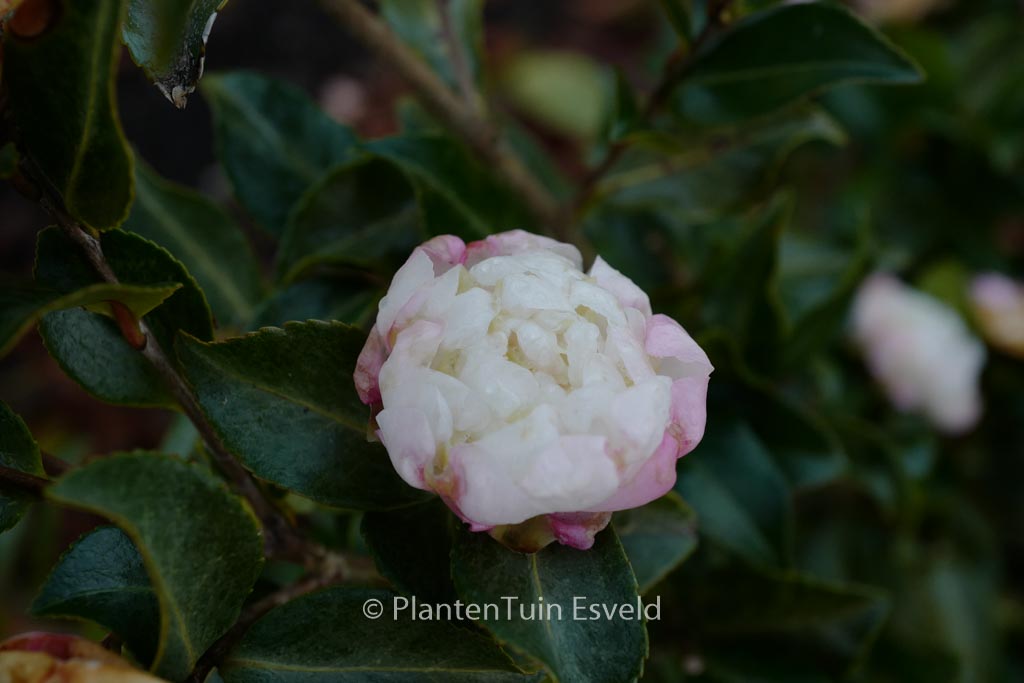 Camellia sasanqua ‚Hime-botan‘