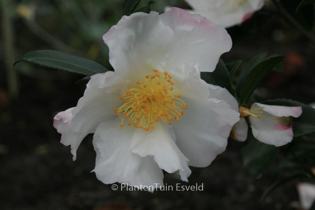 Camellia sasanqua ‚Hinode-gumo‘