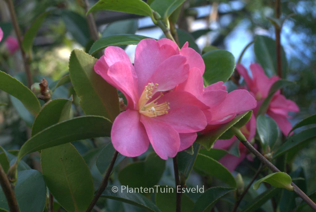 Camellia sasanqua ‚Hiryu‘