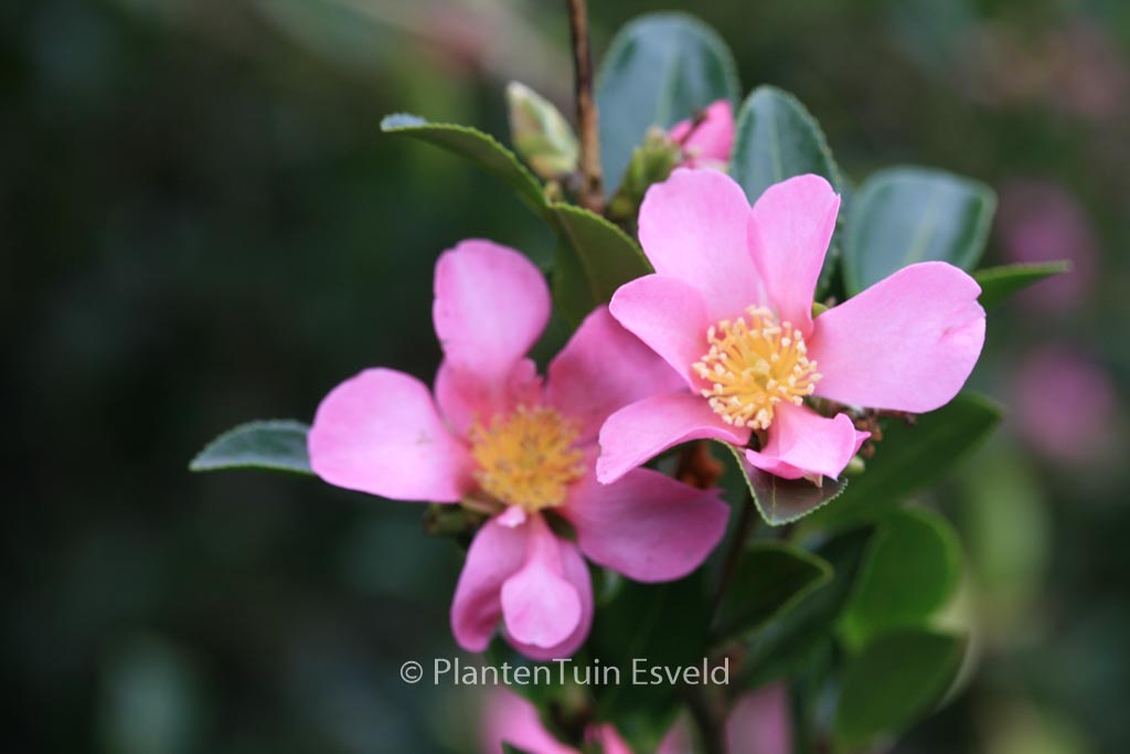 Camellia sasanqua ‚Hugh Evans‘
