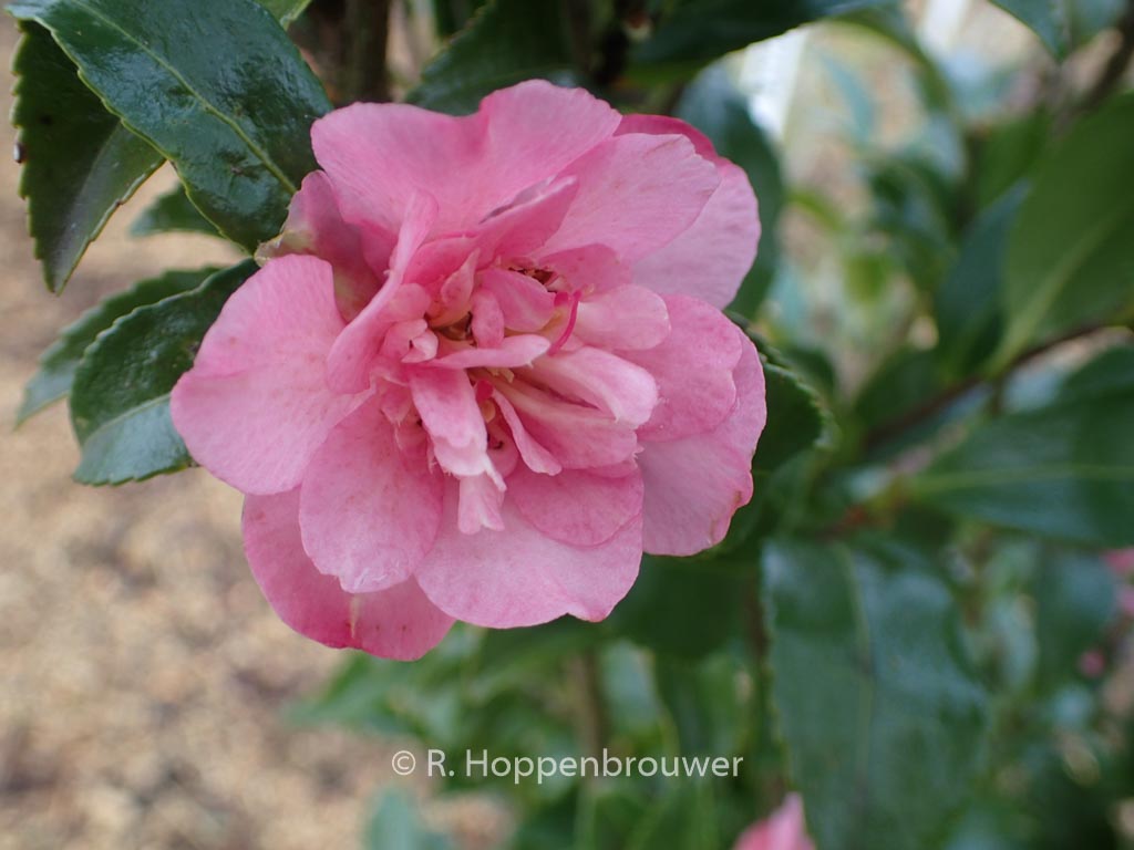 Camellia sasanqua ‚Jennifer Susan‘