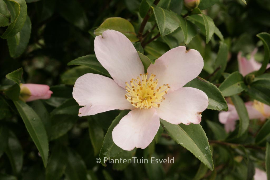 Camellia sasanqua ‚Maiden’s Blush‘
