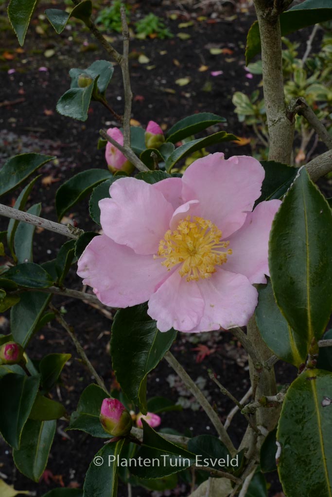 Camellia sasanqua ‚Misty Moon‘