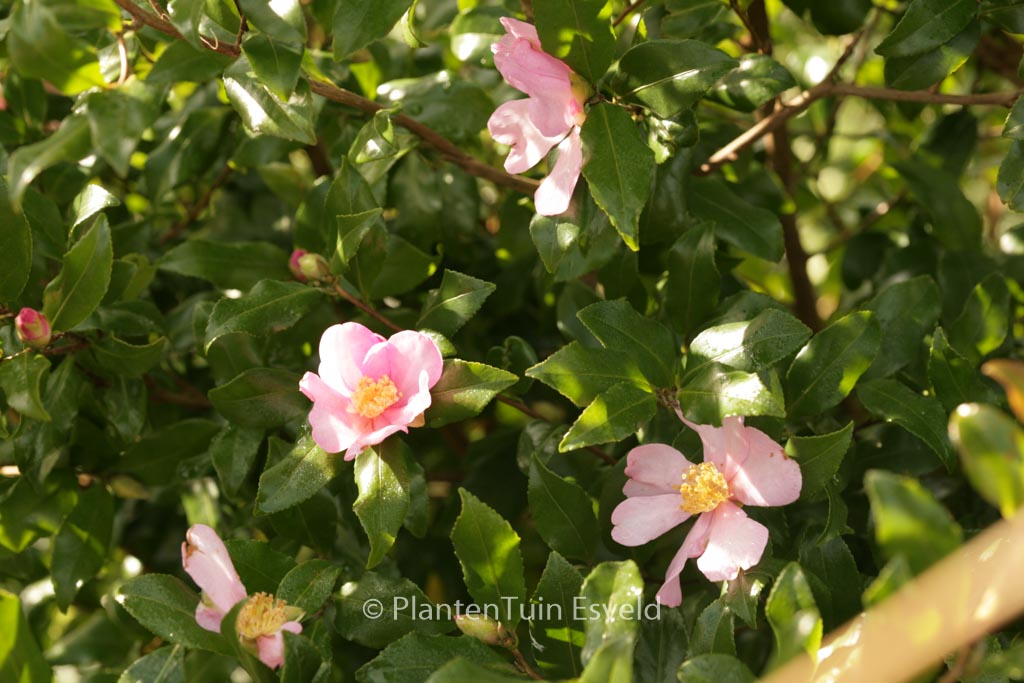 Camellia sasanqua ‚New Dawn‘