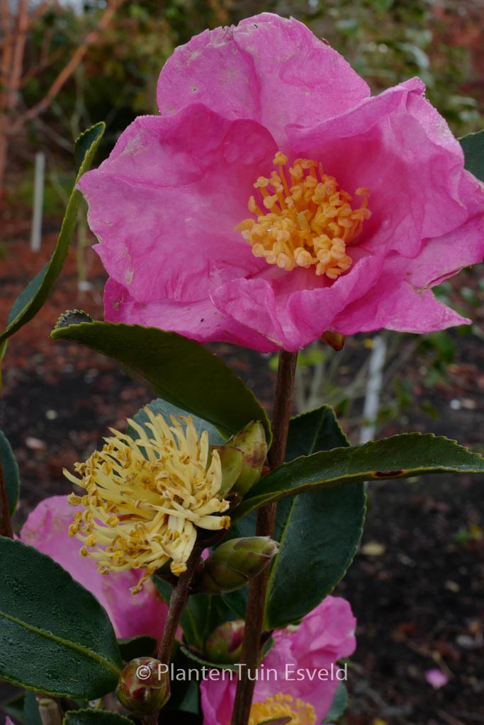 Camellia sasanqua ‚Nodami-ushiro‘
