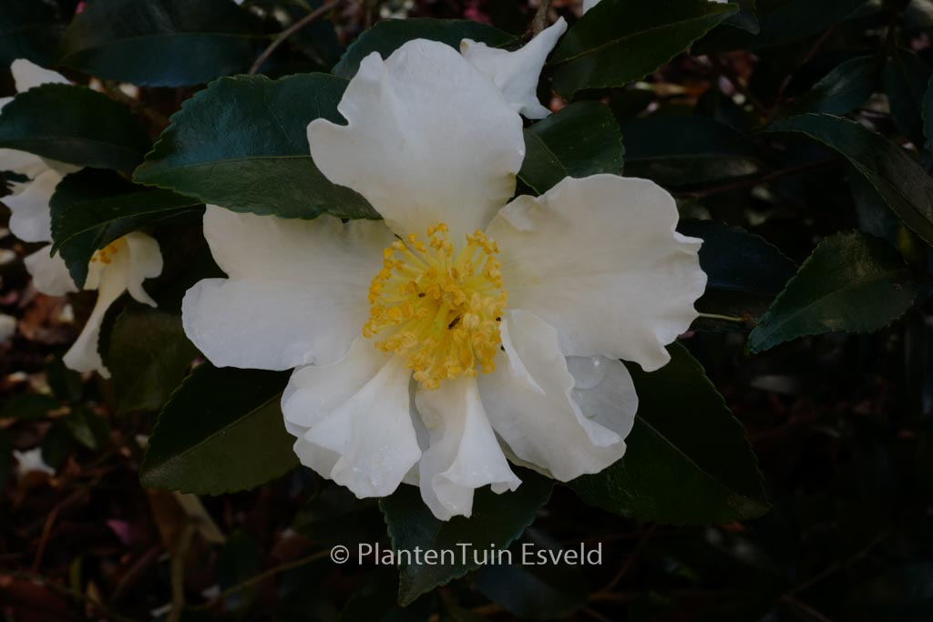 Camellia sasanqua ‚Orcival‘