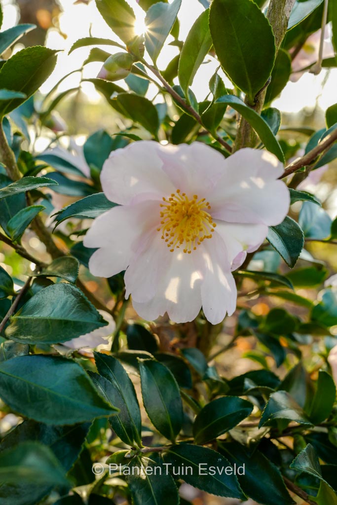 Camellia sasanqua ‚Papaver‘