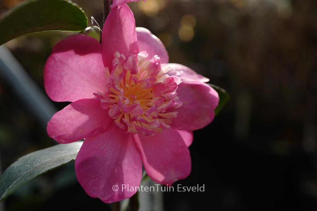 Camellia sasanqua ‚Paradise Belinda‘