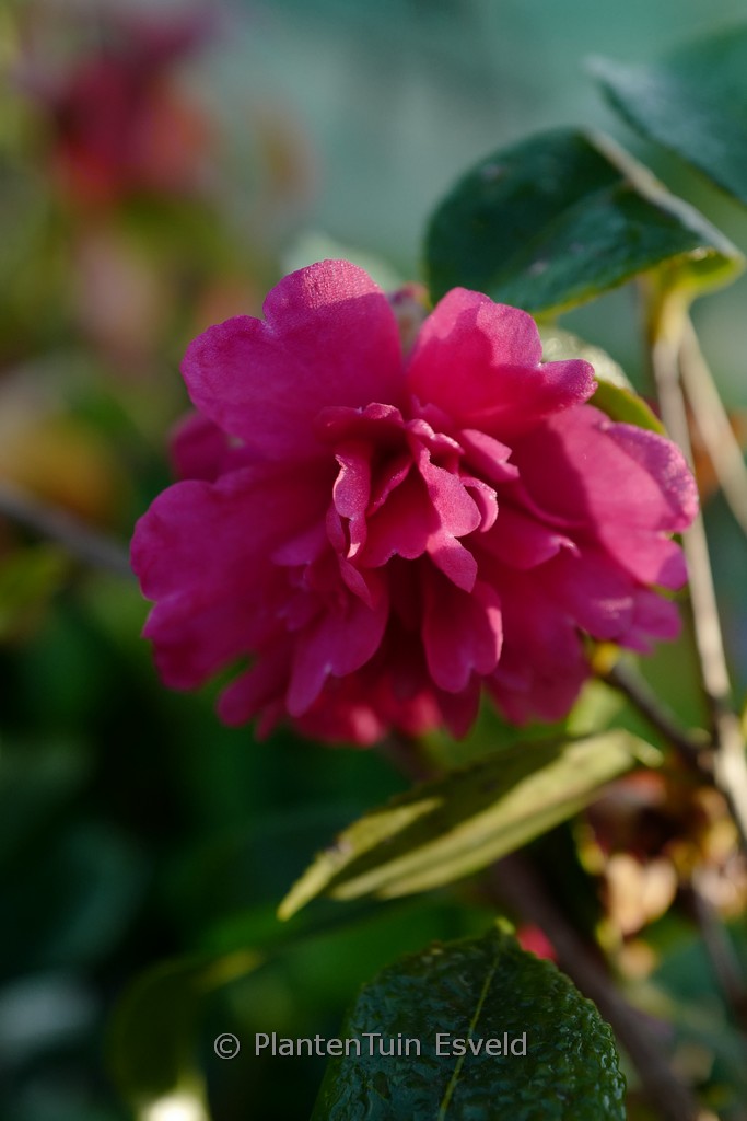 Camellia sasanqua ‚Paradise Caroline‘