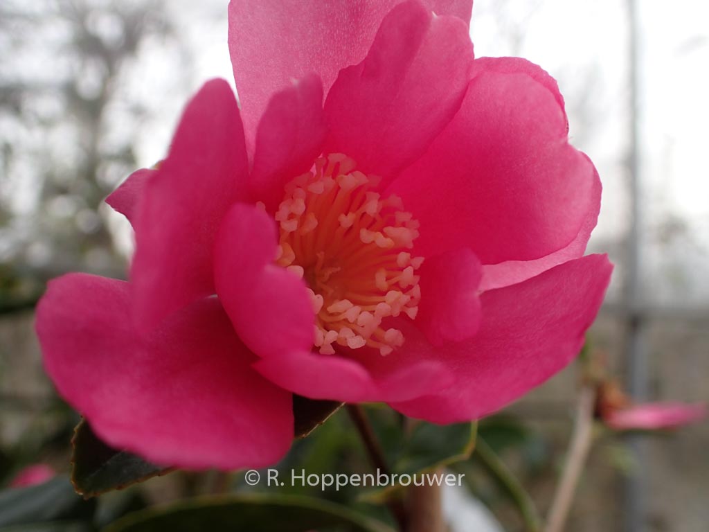 Camellia sasanqua ‚Paradise Glow‘