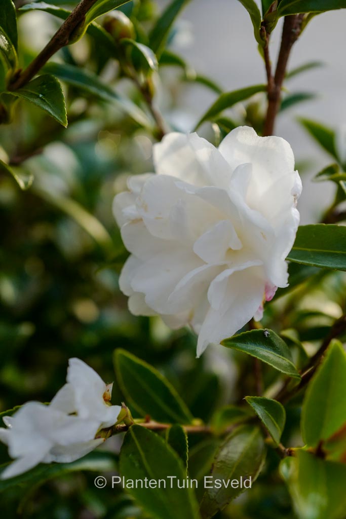 Camellia sasanqua ‚Paradise Little Liane‘