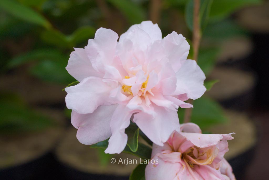Camellia sasanqua ‚Paradise Petite‘