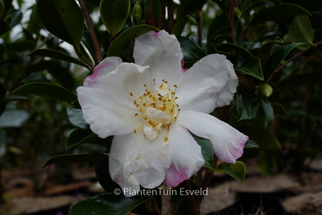 Camellia sasanqua ‚Paradise Venessa‘