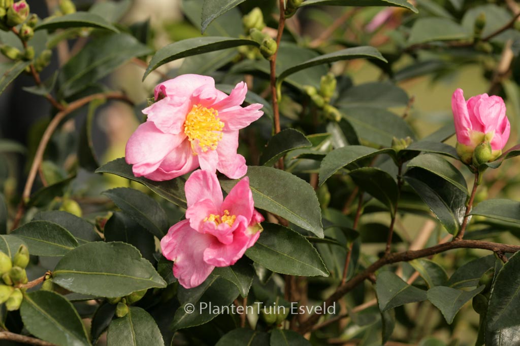 Camellia sasanqua ‚Plantation Pink‘