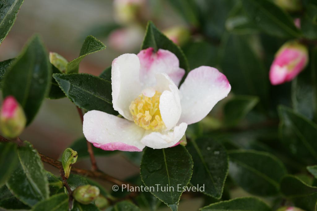 Camellia sasanqua ‚Rainbow‘