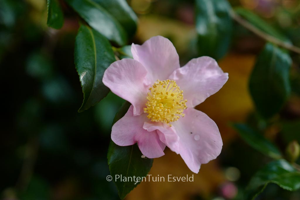 Camellia sasanqua ‚Rosea‘