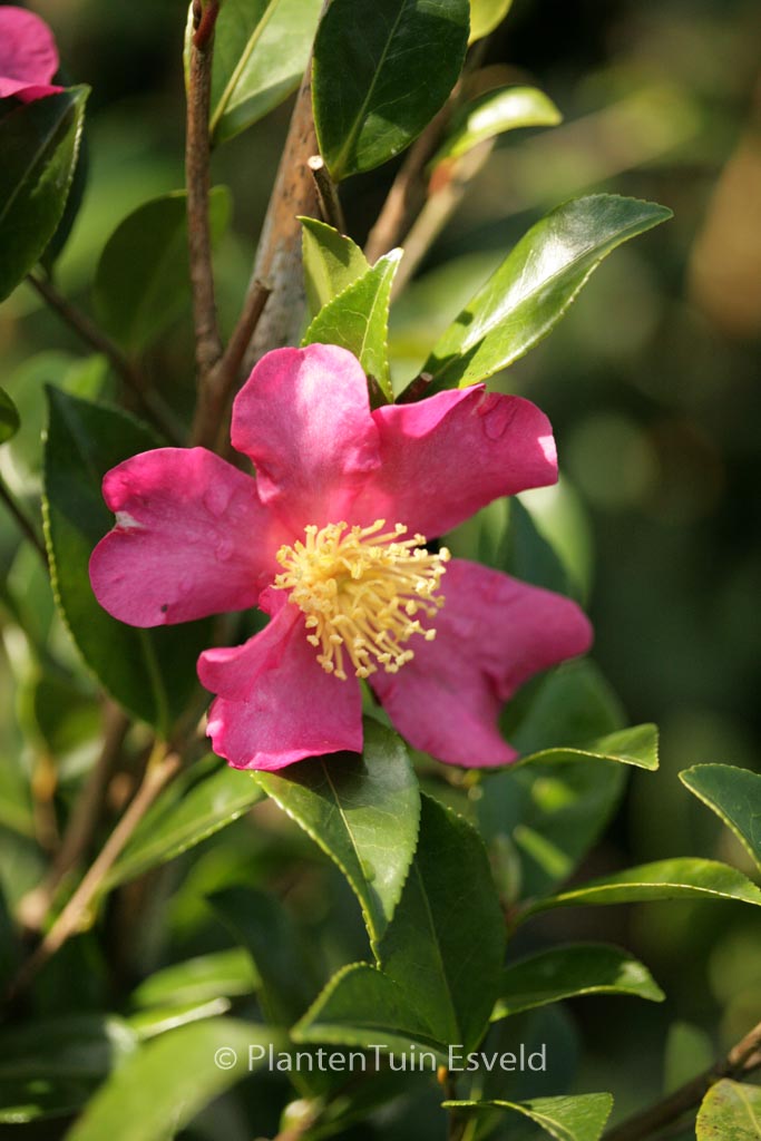 Camellia sasanqua ‚Rubra‘