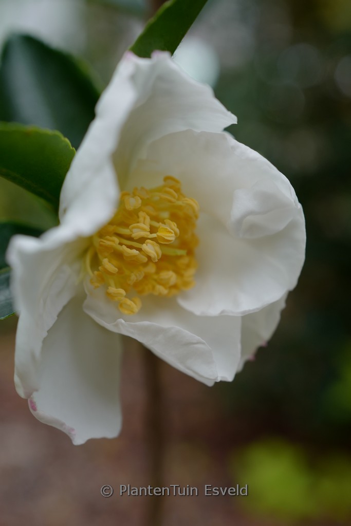 Camellia sasanqua ‚Setsugekka‘