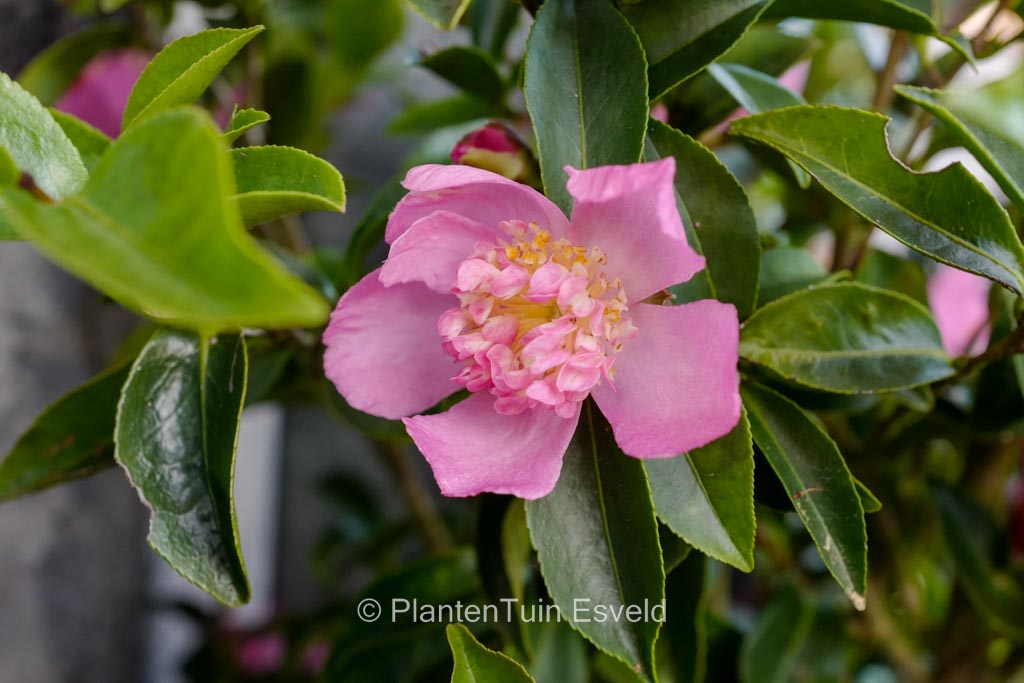 Camellia sasanqua ‚Shinonome‘