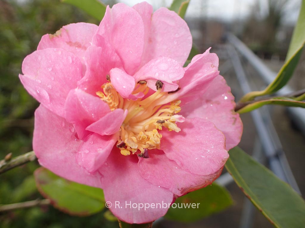 Camellia sasanqua ‚Showa-no-sakae‘