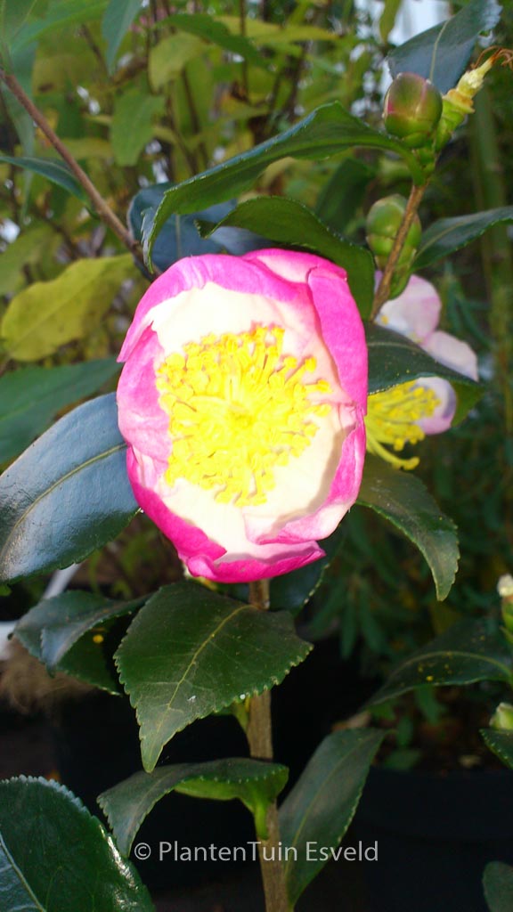 Camellia sasanqua ‚Versicolor‘