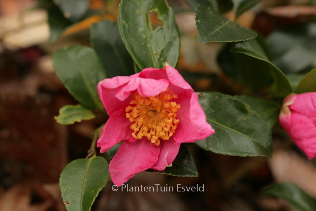 Camellia sasanqua ‚Vicomte de Noailles‘