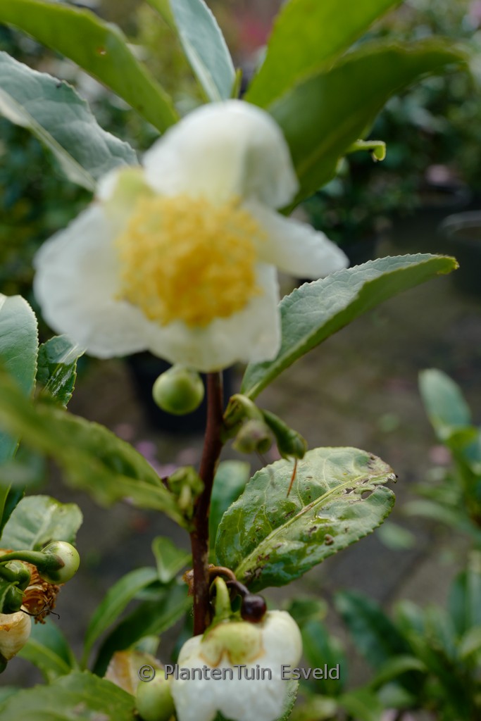 Camellia sinensis ‚Rholida‘