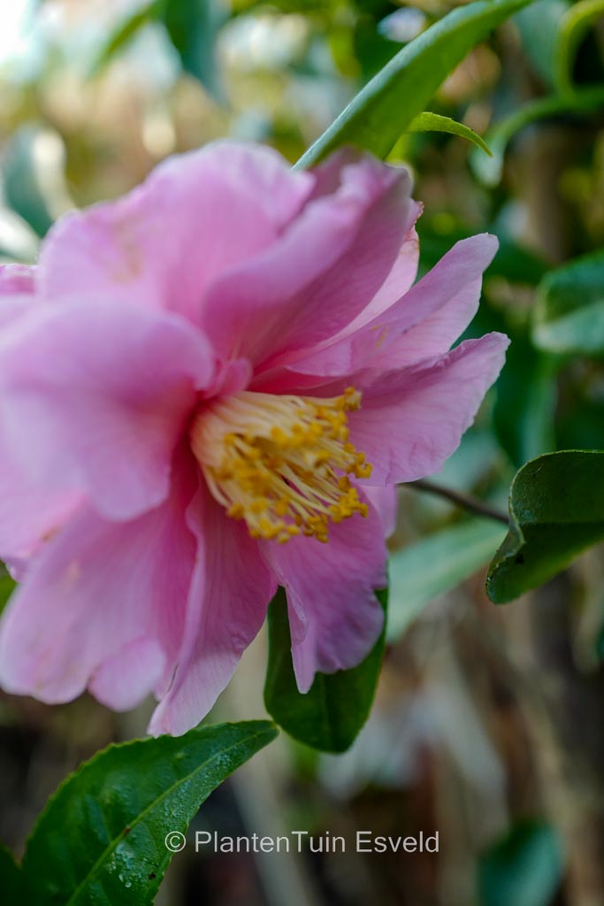 Camellia vernalis ‚Egao-kurenai‘