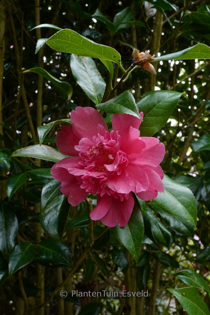Camellia williamsii ‚Ballet Queen‘