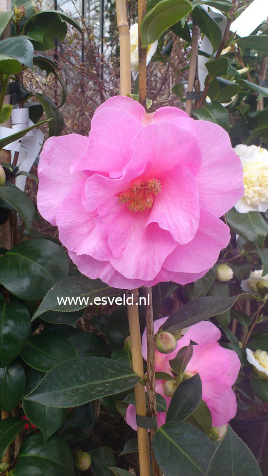 Camellia williamsii ‚Brigadoon‘