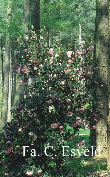 Camellia williamsii ‚Donation‘