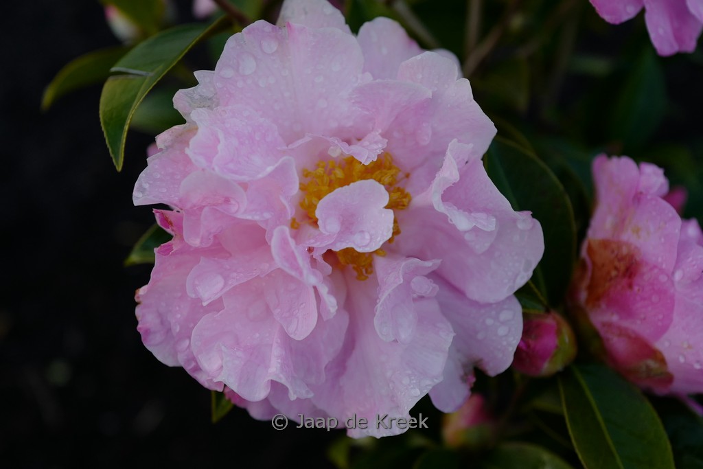 Camellia williamsii ‚Free Style‘