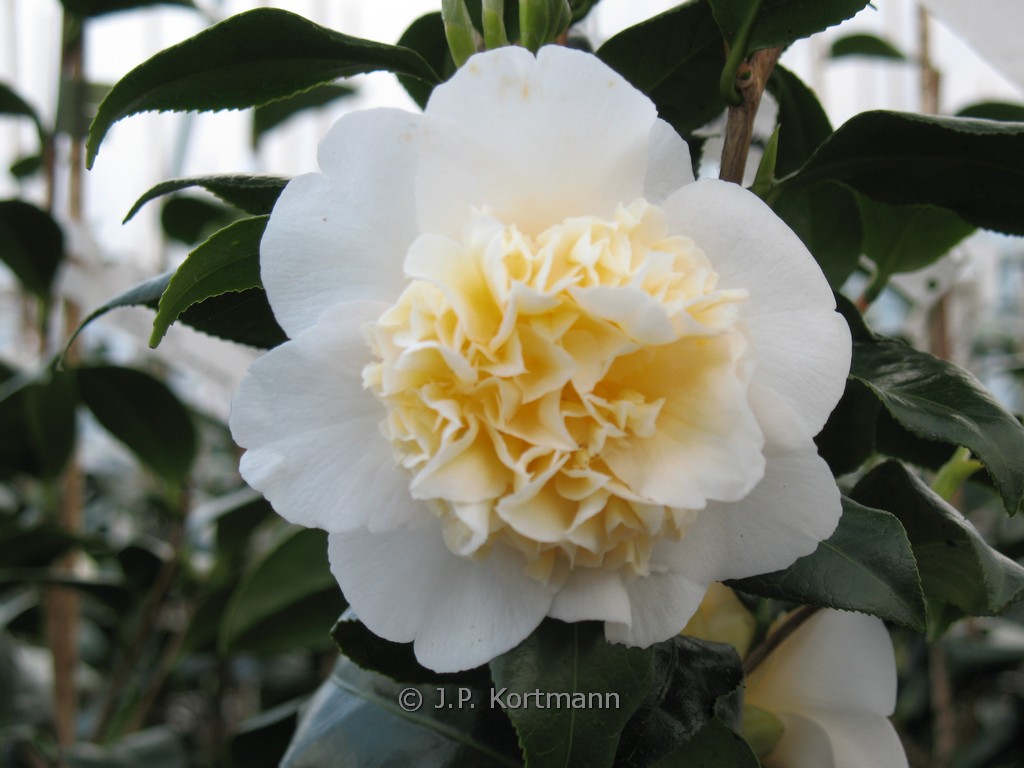 Camellia williamsii ‚Jury’s Yellow‘