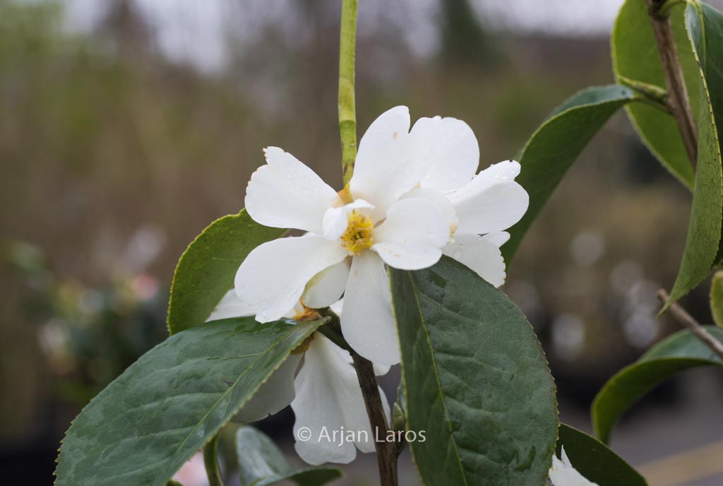 Camellia yuhsienensis